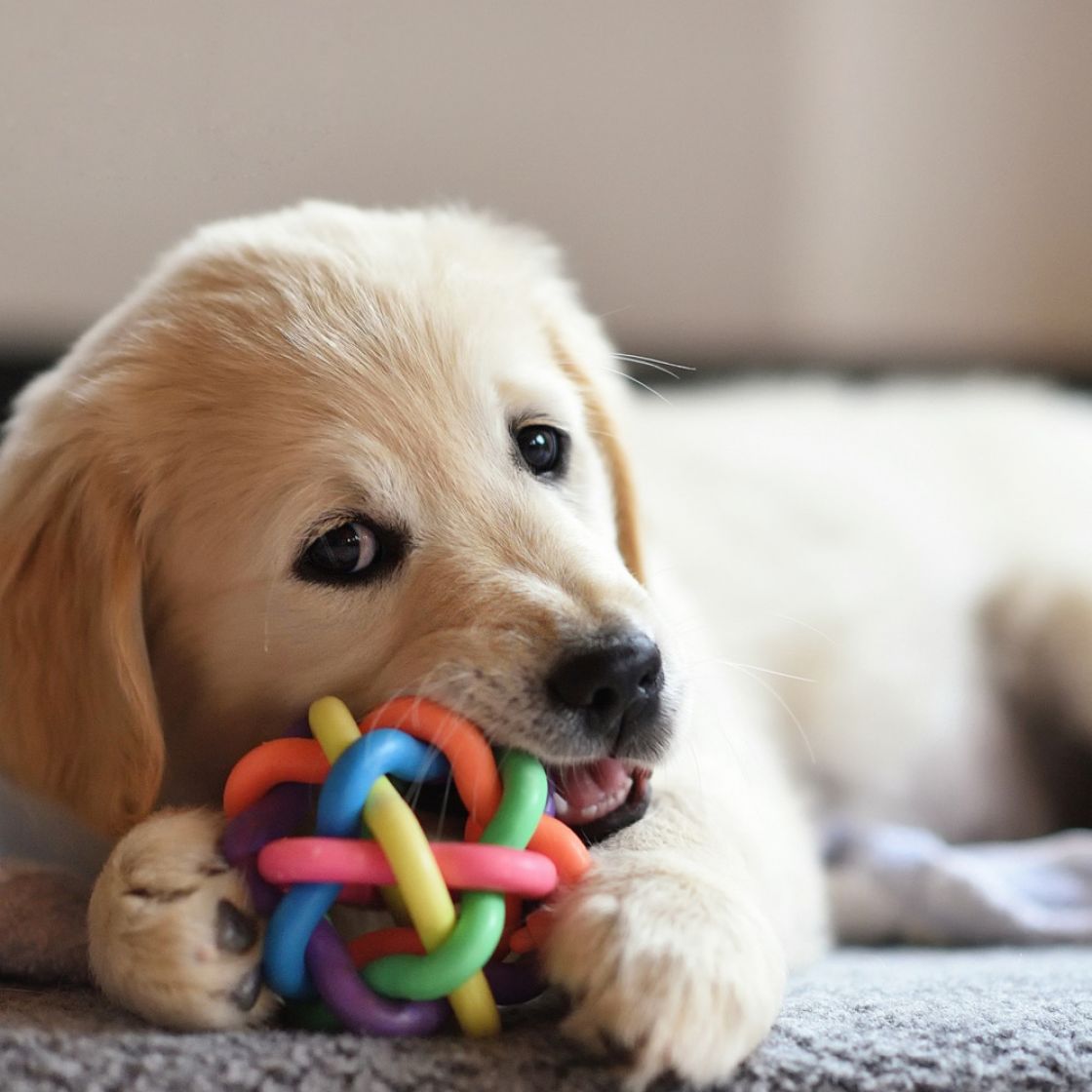 Dog Toys for Your Puppy or Kitten